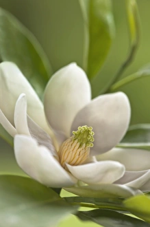 Images Dated 20th May 2011: Nature, Flora