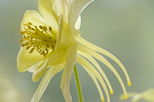 Nature, Flora