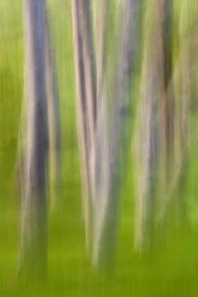 Nature, Flora