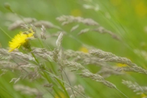 Nature, Flora