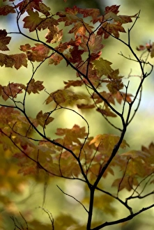 Images Dated 11th October 2009: Nature, Flora