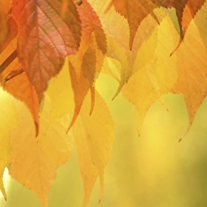Images Dated 22nd October 2009: Nature, Flora