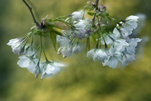 Images Dated 19th April 2009: Nature, Flora