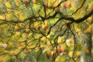 Images Dated 22nd October 2009: Nature, Flora