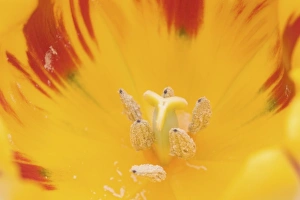 Images Dated 26th March 2006: Nature, Flora
