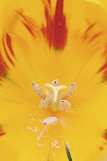 Images Dated 26th March 2006: Nature, Flora