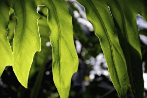 Nature, Flora