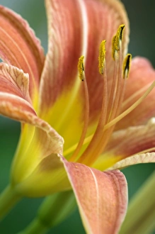 Images Dated 18th June 2005: Nature, Flora