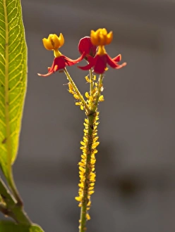 Nature, Flora