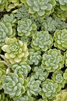 Images Dated 26th April 2009: Nature, Flora