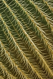 Images Dated 26th April 2009: Nature, Flora