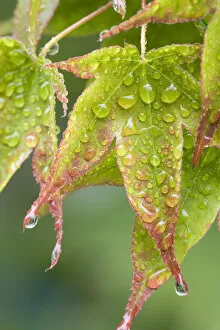 Images Dated 27th May 2007: Nature. Maple leaves in the rain. Credit as: Don Paulson / Jaynes Gallery / DanitaDelimont