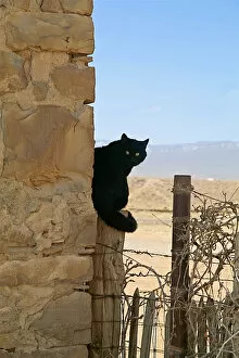 Images Dated 15th April 2008: Navajo land, New Mexico, United States. Black cat on post