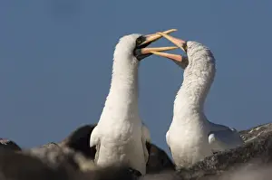 Nazca Boobies, (formerly Masked booby) (Sula granti) Punta Cevallos, Espaaa'ola