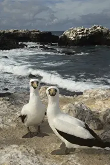 Plunge Divers Prints: Nazca Boobies, (formerly Masked booby) (Sula granti) Punta Cevallos
