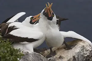 Nazca Boobies (formerly Masked booby) (Sula granti) Wolf Island, Galapagos Islands, Ecuador