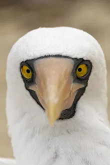 South America Prints: Nazca booby close-up. Genovesa Island, Galapagos Islands, Ecuador
