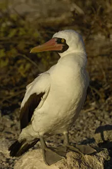 Images Dated 1st July 2006: Nazca booby (formerly Masked booby) (Sula granti) Tower (Genovesa) Island