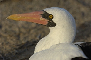 Images Dated 1st July 2006: Nazca booby (formerly Masked booby) (Sula granti). Tower (Genovesa) Island. Galapagos Islands