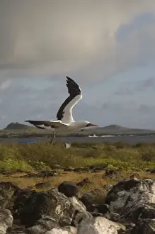 Nazca Booby, (formerly Masked booby) (Sula granti) Punta Cevallos, Espaaa'ola