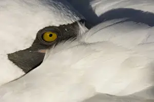 Nazca Booby, (formerly Masked booby) (Sula granti) Punta Cevallos, Espanola or Hood Island