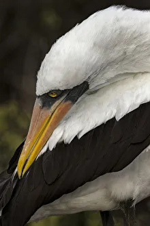 Marine Bird Prints: Nazca booby preening feathers, Espanola Island, Galapagos Islands, Ecuador
