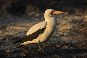 Sea Bird Prints: Nazca Booby(Sula granti) GALAPAGOS ISLANDS, ECUADOR. South America