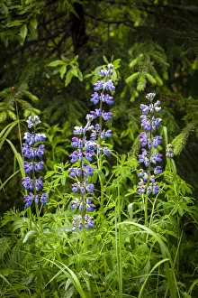USA, North America, Alaska Prints: Near Homer, Alaska, meadows of lupine