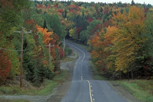 Near Patten, ME. Northern Forest. Fall foliage lines the road