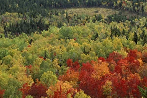 Images Dated 23rd April 2004: Near Russell Pond, Baxter SP, ME. Blazing fall colors in Baxters Wassataquoik Valley