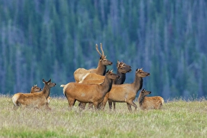 Family Prints: Nearby coyote captures the attention of this herd of elk