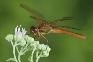Images Dated 27th June 2006: Needhams Skimmer, Libellula needhami, adult on Rose Palafoxia (Palafoxia rosea)