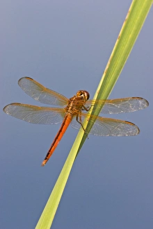Needhams Skimmer (Libellula needhami) dragonfly, male perched on cattail in marsh