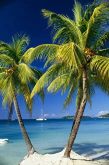 Negril, Jamaica, West Indies. Three palm trees at the edge of the blue sea with catamaran