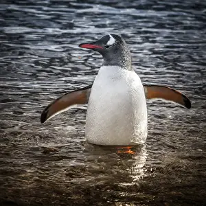 Gentoo Prints: Neko Harbour, Antarctica. Gentoo Penguin standing in the water