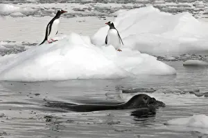 Communication Prints: Neko Harbour; Antarctica. A Weddell Seal swims past two gentoo penguins standing