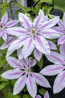 Climbing Prints: Nelly Moser, Clematis, USA