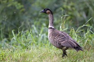Kauai County Prints: Nene Hawaiian Goose on the island of Kauai, Hawaii, USA
