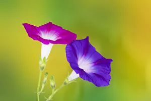 Neon colors of morning glory