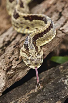 South America Prints: Neotropical Rattlesnake, Costa Rica