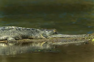 Outcrop Prints: Nepal, Chitwan National Park. Close-up of gharial crocodile on river outcrop
