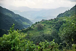 Grow Prints: Nepal, viewpoint from Mardi Himal Trek. Lush terraced rice fields