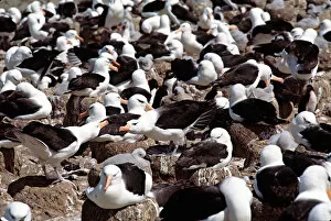 Images Dated 27th September 2005: Nesting colony of the Black-browed Albatross (Diomedea melanophris) in the Falkland