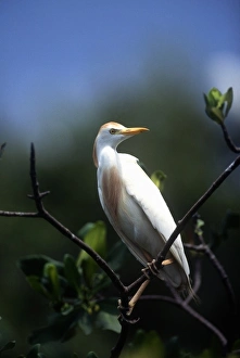 Everglade Prints: Nesting Egret, Everglades, Florida, USA