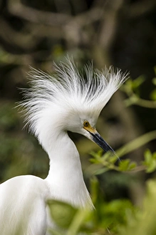 Nesting snowy egrets on Alcatraz Island, San Francisco, California, USA