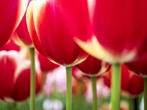 Netherland, Lisse. Close-up image of tulips