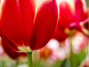 Stem Prints: Netherland, Lisse. Close-up image of tulips