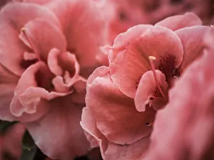 Images Dated 12th April 2016: Netherland, Lisse. Close-up image of tulips