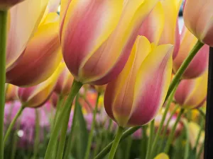 Images Dated 12th April 2016: Netherland, Lisse. Close-up image of tulips