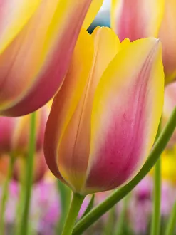 Images Dated 12th April 2016: Netherland, Lisse. Close-up image of tulips